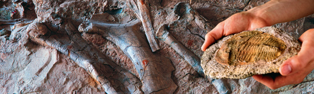 Một mẫu hóa thạch