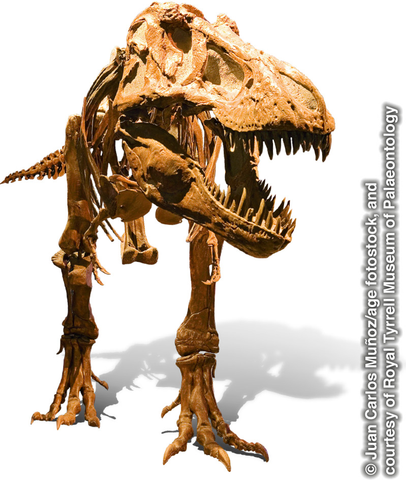 Bộ xương của khủng long bạo chúa