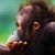 Een orang-oetan