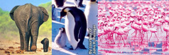 Un éléphant, des pingouins et des flamants roses avec leurs petits