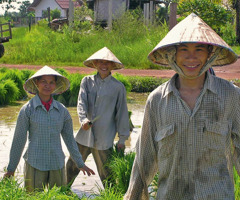 Personas trabajando en un campo de arroz