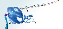 RNA, proteins, na ribosomes