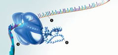 ARN, proteínas y ribosomas