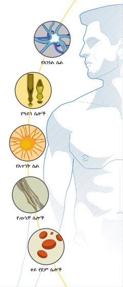 የአንጎል ሴል፣ የዓይን ሴሎች፣ የአጥንት ሴል፣ የጡንቻ ሴሎች፣ ቀይ የደም ሴሎች