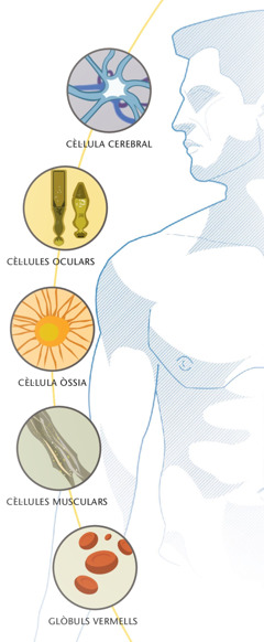 Cèŀlula celebral, cèluŀles oculars, cèŀlula òssia, cèŀlules musculars i glòbuls vermells