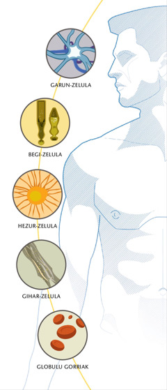 Garun-zelula bat, begi-zelulak, hezur-zelula bat, gihar-zelulak eta globulu gorriak