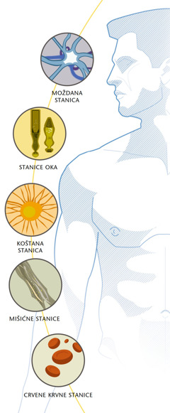 Moždana stanica, stanice oke, koštana stanica, mišićne stanice, crvene krvne stanice