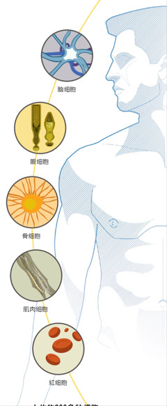 脑细胞，眼细胞，骨细胞，肌肉细胞，红细胞