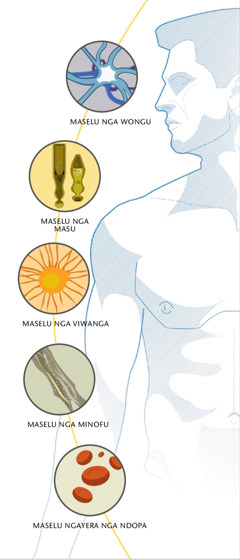 Maselu nga wongu, nga masu, nga viŵanga, nga minofu, ndipuso maselu ngayera nga ndopa