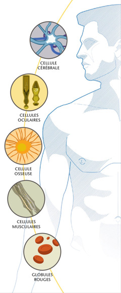 Une cellule cérébrale, des cellules oculaires, une cellule osseuse, des cellules musculaires et des globules rouges