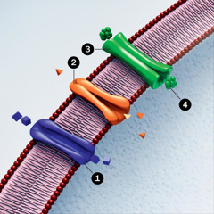 Membrane d’une cellule