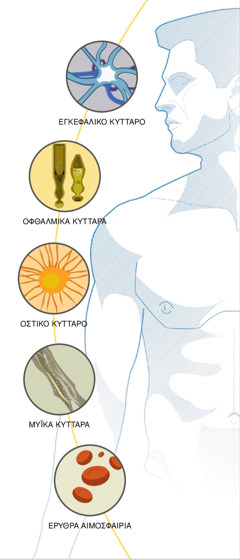 Εγκεφαλικό κύτταρο, οφθαλμικά κύτταρα, οστικό κύτταρο, μυϊκά κύτταρα και ερυθρά αιμοσφαίρια