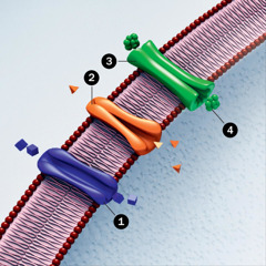 Unha membrana celular.