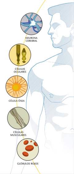 neurona cerebral, células oculares, célula ósea, células musculares ani glóbulos rojos