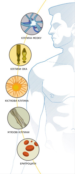 Клітина мозку, клітини ока, кісткова клітина, м’язові клітини, еритроцити