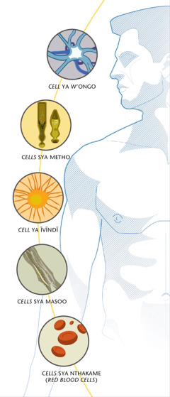 Cell ya w’ongo, cells sya metho, cell ya ĩvĩndĩ, cells sya masoo, cells sya nthakame (red blood cells)