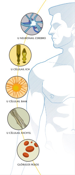 U neuronail cerebro, u célulail ich, u célulail baak, u célulail xiichʼel yéetel glóbulos rojos