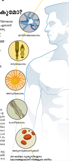 മസ്‌തിഷ്‌കകോശം, നേത്രകോശം, അസ്ഥികോശം, പേശീകോശം, അരുണരക്താണുക്കൾ