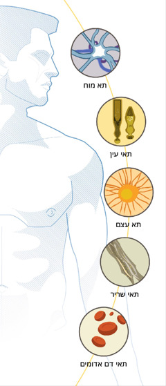 תא מוח,‏ תאי עין,‏ תא עצם,‏ תאי שריר ותאי דם אדומים