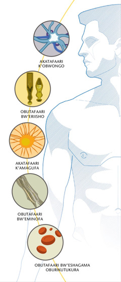 Akatafaari k’obwongo, obutafaari bw’eriisho, akatafaari k’amagufa, obutafaari bw’eminofa, n’obutafaari k’eshagama akarikutukura