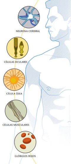 neurona cerebral, células oculares, célula ósea, células musculares y glóbulos rojos