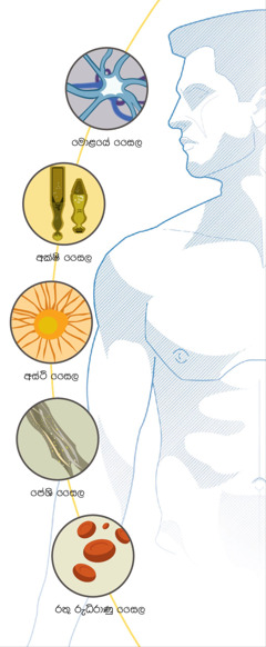 මොළයේ සෛල, අක්ෂි සෛල, අස්ථි සෛල, පේශි සෛල සහ රතු රුධිරාණු සෛල