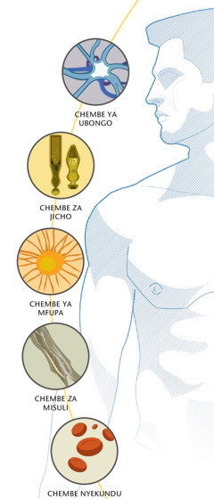 Chembe ya ubongo, chembe za jicho, chembe ya mfupa, chembe za misuli, na chembe nyekundu za damu