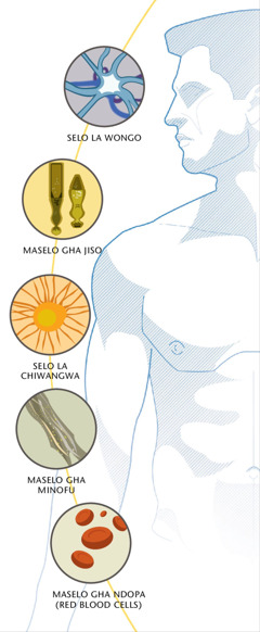 selo la wongo, maselo gha jiso, selo la chiwangwa, aselo gha minofu, and maselo gha ndopa (red blood cells)