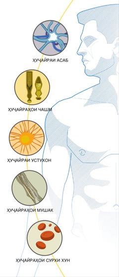 Ҳуҷайраи асаб, ҳуҷайраҳои чашм, ҳуҷайраи устухон, ҳуҷайраҳои мушак ва ҳуҷайраҳои сурхи хун