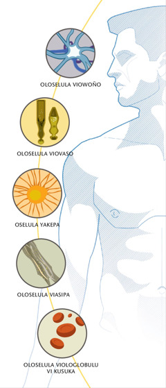 Oselula yowoño, oloselula viovaso, oloselula viasipa kuenda oloselula viologlobulu vi kusuka