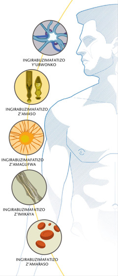 Ingirabuzimafatizo z’ubwonko, iz’amaso, iz’amagufwa, iz’imikaya n’iz’amaraso