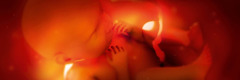 Un feto nel grembo materno