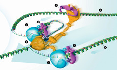 ADN-ja që po kopjohet nga makineria e një enzime