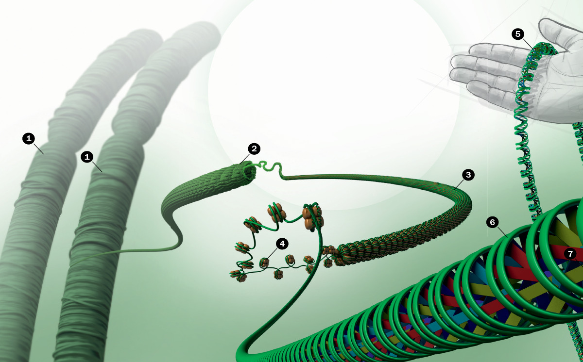 DNA packed into the nucleus of a cell