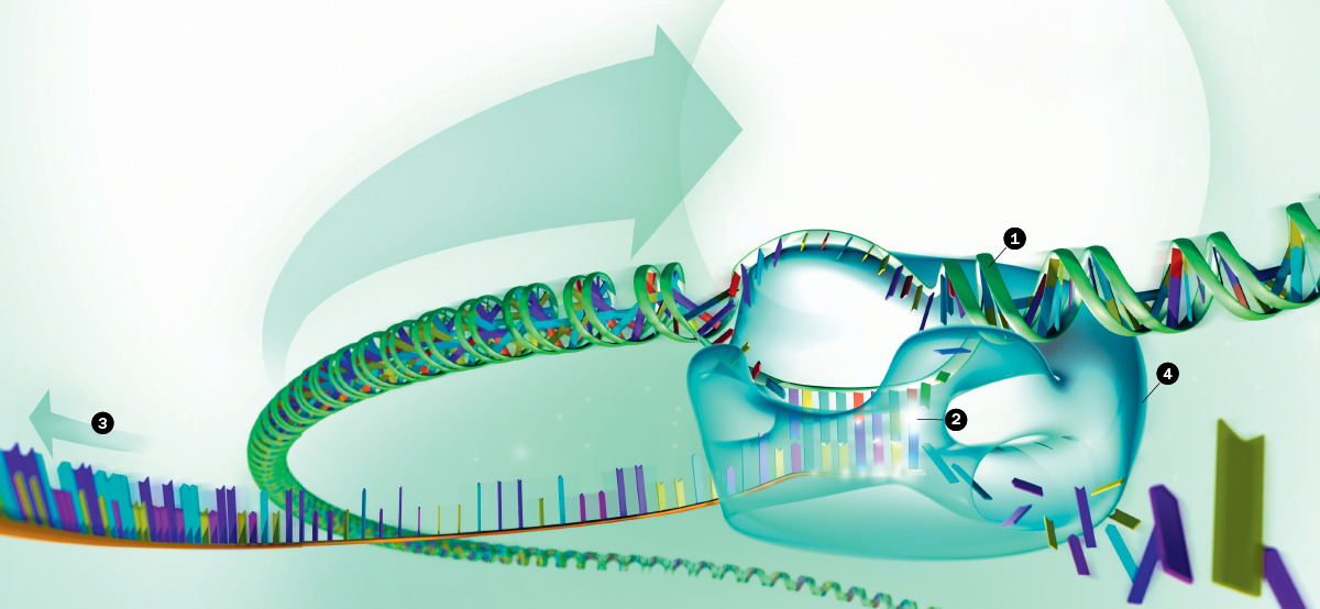 DNA being read by RNA