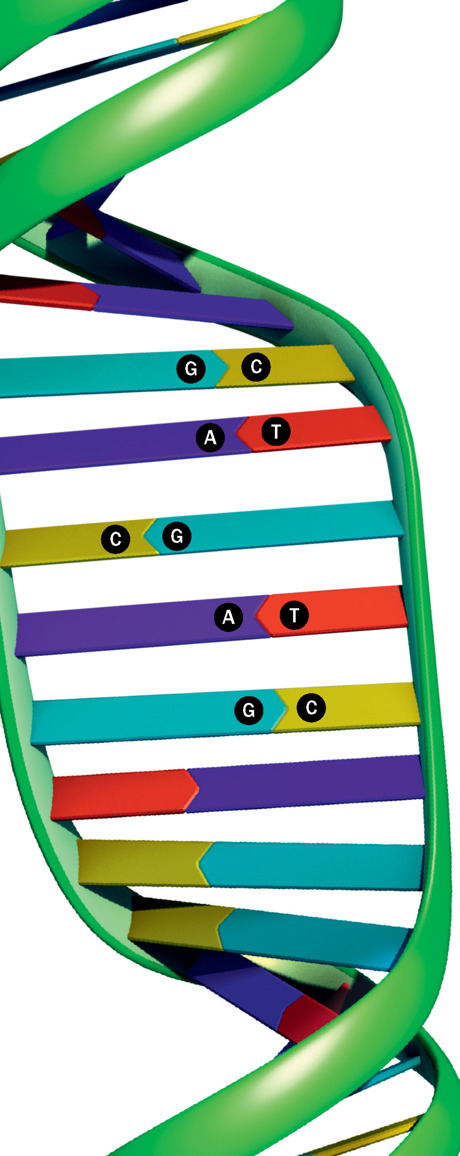 The DNA ladder