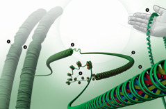 DNA gerangschikt in de celkern