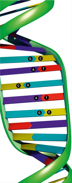 Szczeble w drabinie DNA