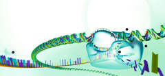 RNA اطلاعات روی DNA را می‌خواند