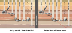 رسم بياني يظهر العلاقة المفترضة بين انواع مختلفة