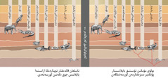 ٴ‌بىر-‏بىرىمە‌ن تۋىستىق بايلانىستارى بولۋ مۇ‌مكىن جانۋارلاردىڭ سىزباسى