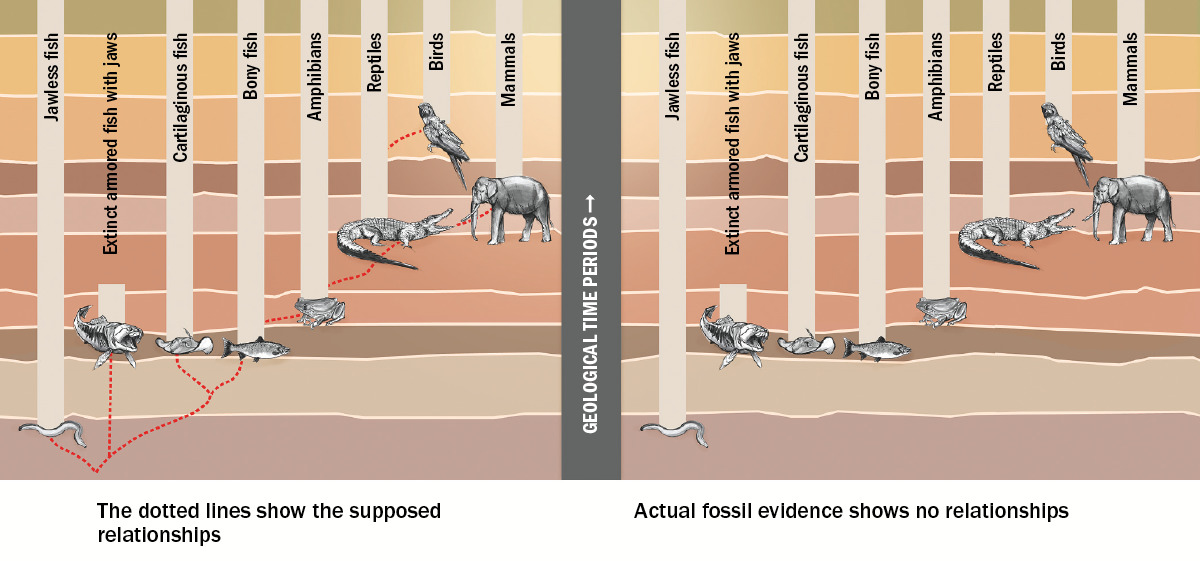 Has All Life Descended From A Common Ancestor - a graph showing supposed relationships between different kinds of animals