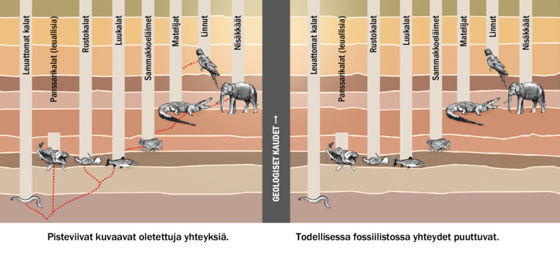 Polveutuvatko Kaikki Elolliset Yhteisesta Kantamuodosta