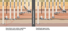 Eine Grafik, die angebliche Verwandtschaftsverhältnisse zwischen verschiedenen Tierarten darstellt