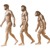 سلسلة تصل بين البشر والقرود بحسب نظرية التطور