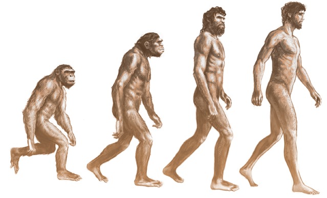 A progressão de macacos para humanos, de acordo com a teoria da evolução