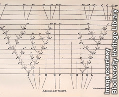 Darwinov „strom života“ zobrazujúci jednotlivé druhy a ich spoločných predkov