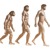 The progression of apes to humans, according to the theory of evolution