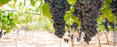 Um vinhedo com cachos grandes de uvas