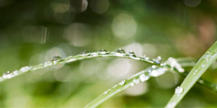 Dewdrops on blades of grass